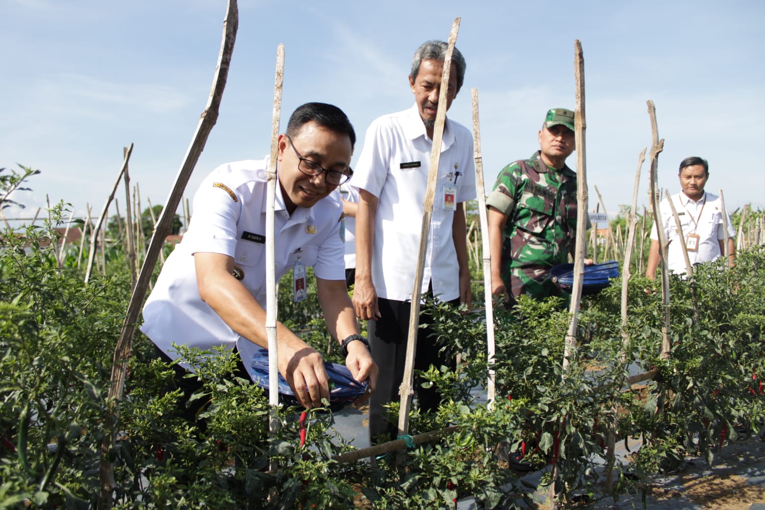 🌶️✨ Roadshow Panen Cabai: Wujudkan Ketahanan Pangan & Generasi Sehat! ✨🌶️