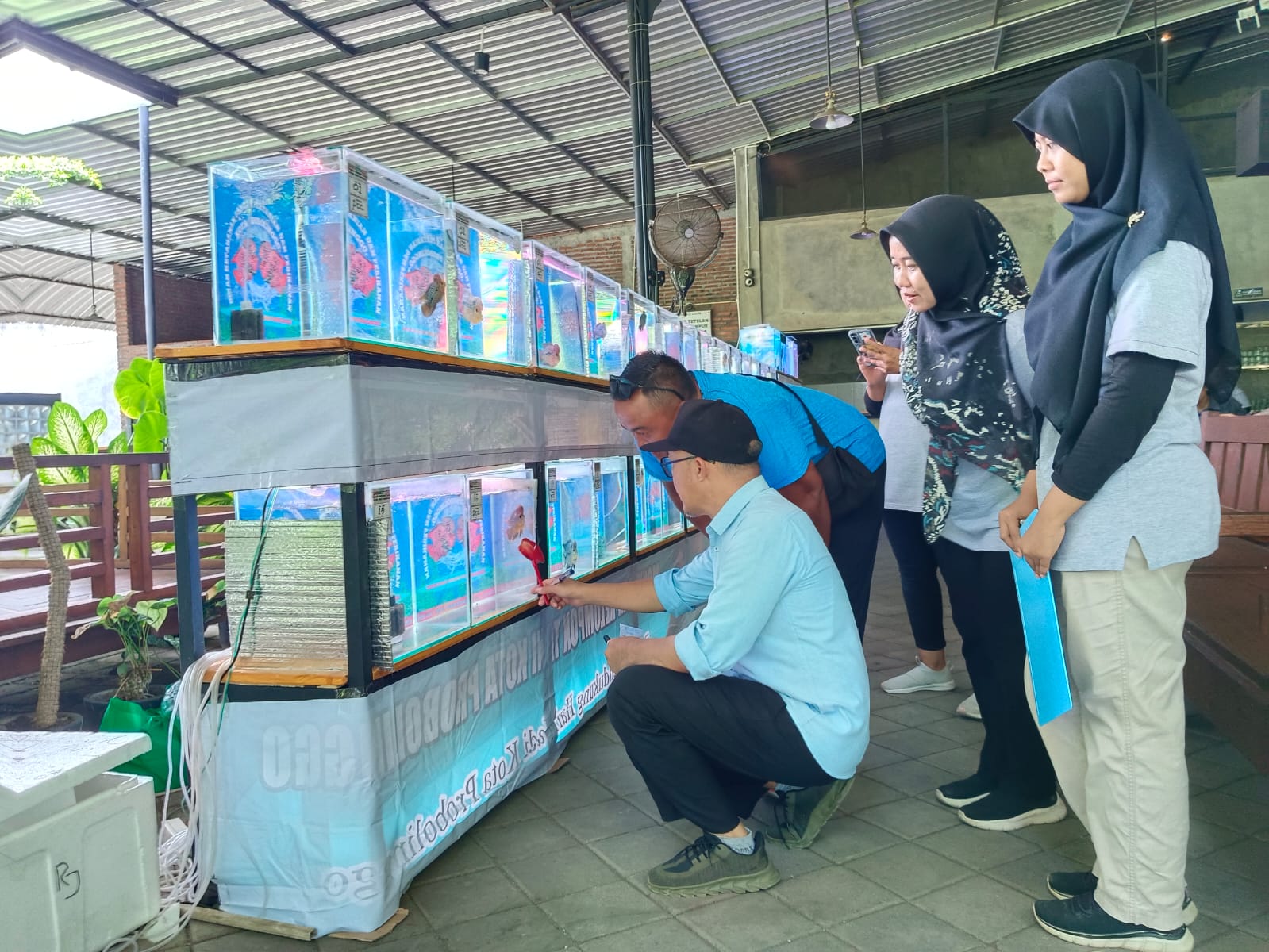 Lomba Progres Ikan Hias Louhan 2024: Ajang Bergengsi Pembudidaya Louhan Kota Probolinggo