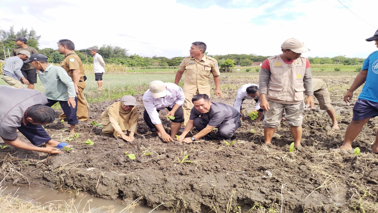 Petani Tembakau Probolinggo Dibekali Ilmu Budidaya Modern